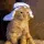 SCarabcat SCarabcat