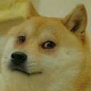 Shiba Inu dog looking sideways with a suspicious and judgmental expression.