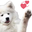doggolove doggolove