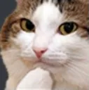 thinkingcat