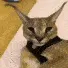 NitroFloppa