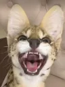 SoggaSmile SoggaSmile