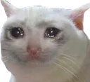 sadCat sadCat