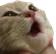 CatPog