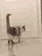 warcat