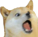 dogsurprise