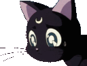 confusedcat36 Discord Emoji