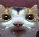 hngyng hngyng