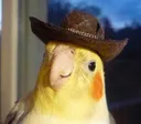 howdy