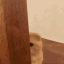 Catpeek catpeek Discord Emoji