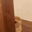 catpeek
