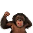 happychimp
