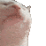Gatorelajado