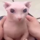 bingus bingus