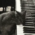 SCpianocat SCpianocat