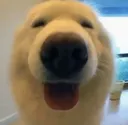 eggdoghappy eggdoghappy