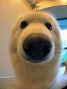 eggdogwhat