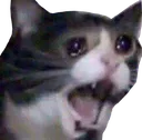 scream