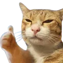 Cat_oke