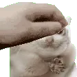 PETTHEPAIN