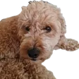 moulbeDog