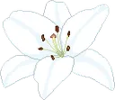 9_flower