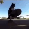 catskate