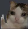 sad_cat_ok