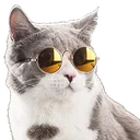 CoolSuchyKat