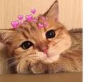 mv_cuteecat mv_cuteecat