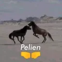 pelien
