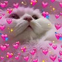 AVN_cat_love Discord Emoji