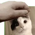 bellapet bellapet