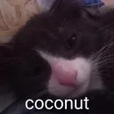 COCOnut