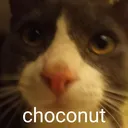 choCOnut