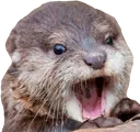 otterChamp