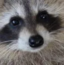 Raccoon