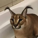 floppa floppa