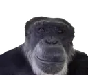 Monke