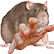 grabrat