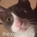 theCOCOstare