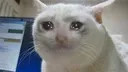 sadcat Discord Emoji