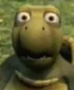 shockedturtle