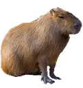 capybara capybara
