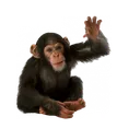 monkey