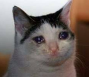 Cat with large, watery, tear-filled eyes looking sad and pathetic.