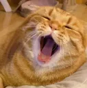sleepycat