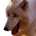 A_Doghehe