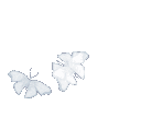 z_wny_wbutterfly9xx
