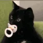 babycat